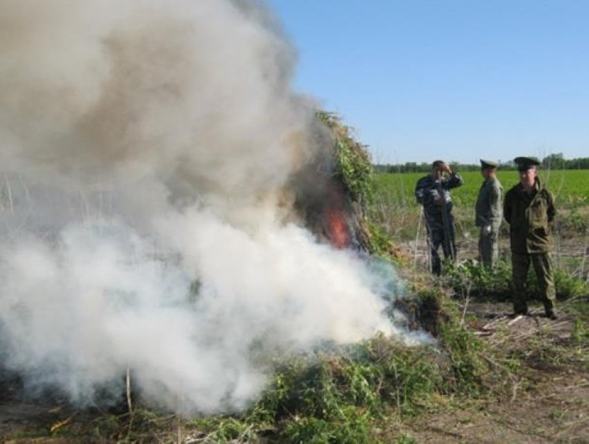 700 килограммов запретной травы сожгли в хуторе Сибирьки