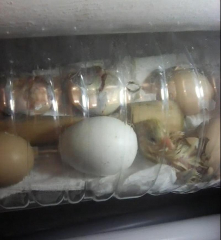 Цыплята в бутылке: морозовчанка поделилась собственным опытом выведения птенцов между батареями отопления