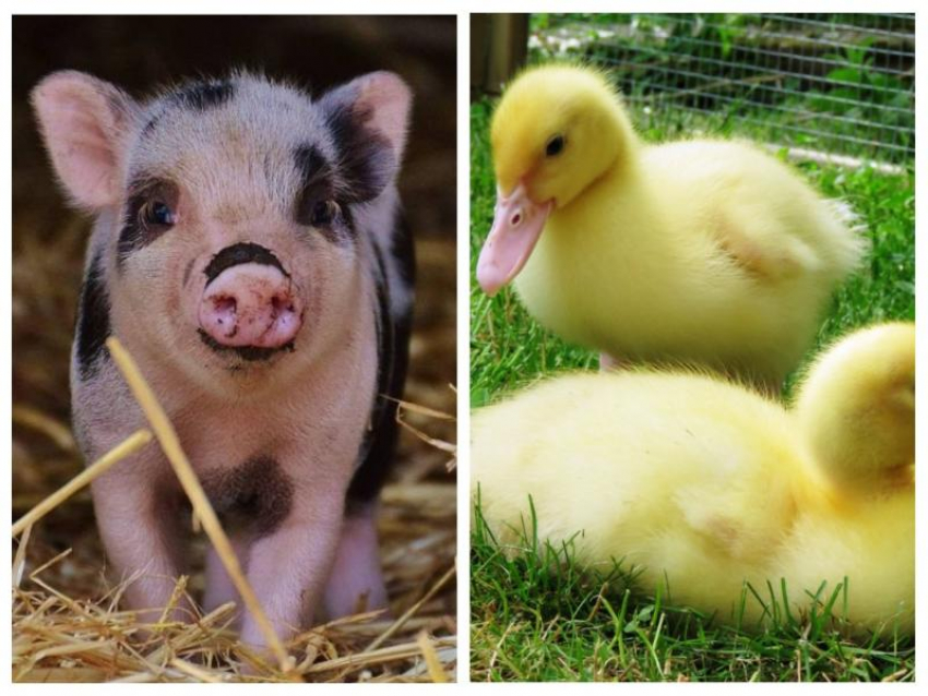 Африканская чума свиней и птичий грипп: в Ростовской области появились случаи опасных заболеваний животных