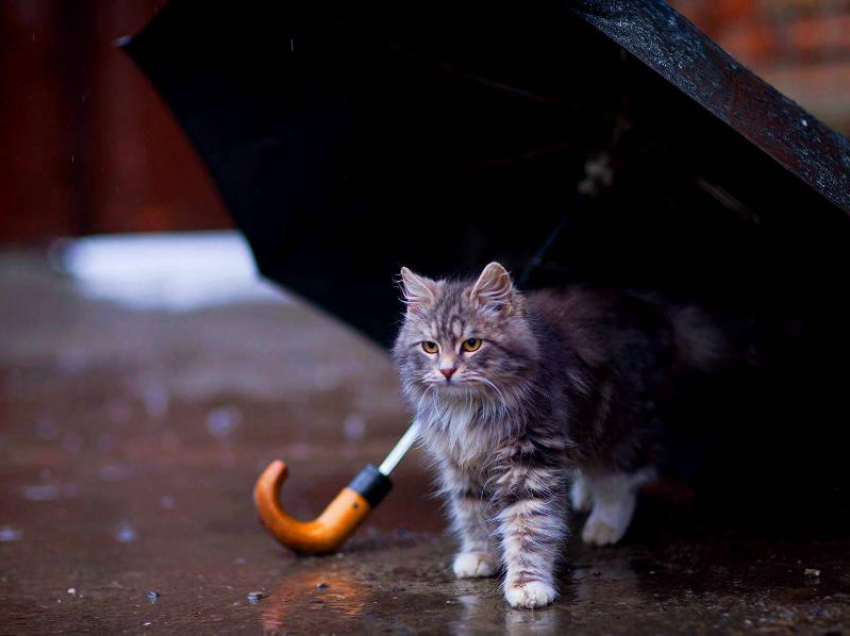 Дождь и сильный ветер обещают морозовчанам в субботу, 20 ноября