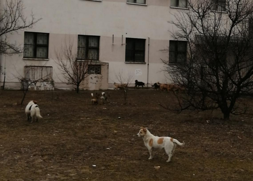 Командование Морозовского гарнизона направило запрос управляющей компании  УК «Суворовец» на организацию отлова бродячих собак