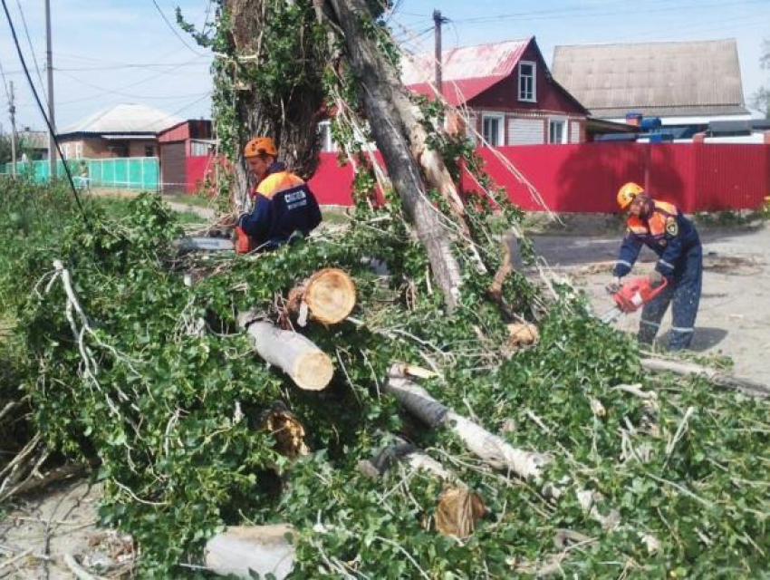 Шесть деревьев повалило ветром в Морозовске за два дня