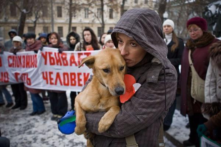 В Морозовске и Ростовской области запретили убивать бродячих животных