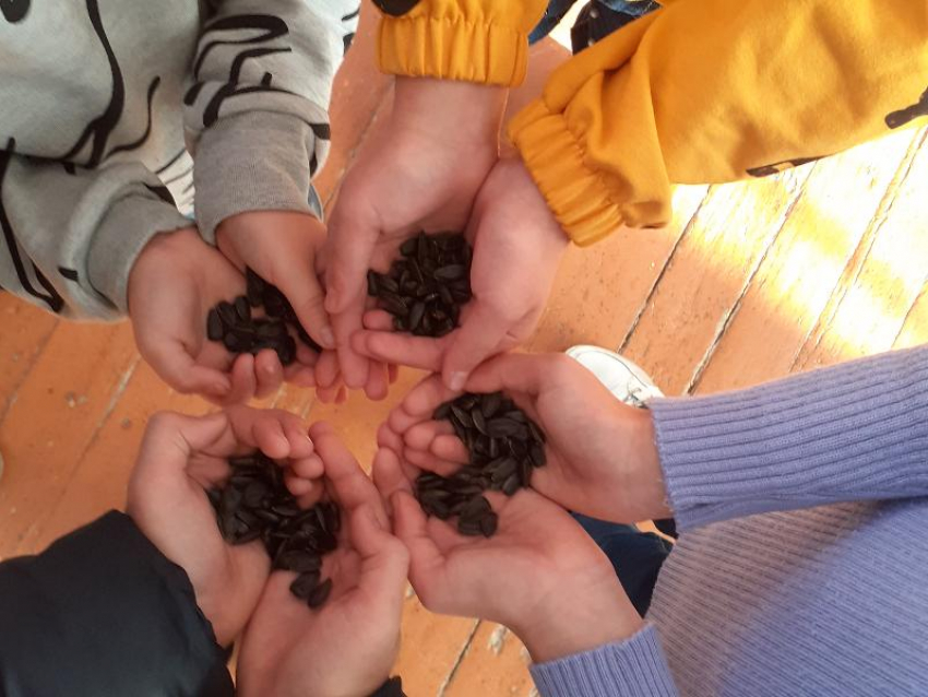  Какие бывают синички, где они гнездятся и чем питаются узнали ребята из станицы Вольно-Донской