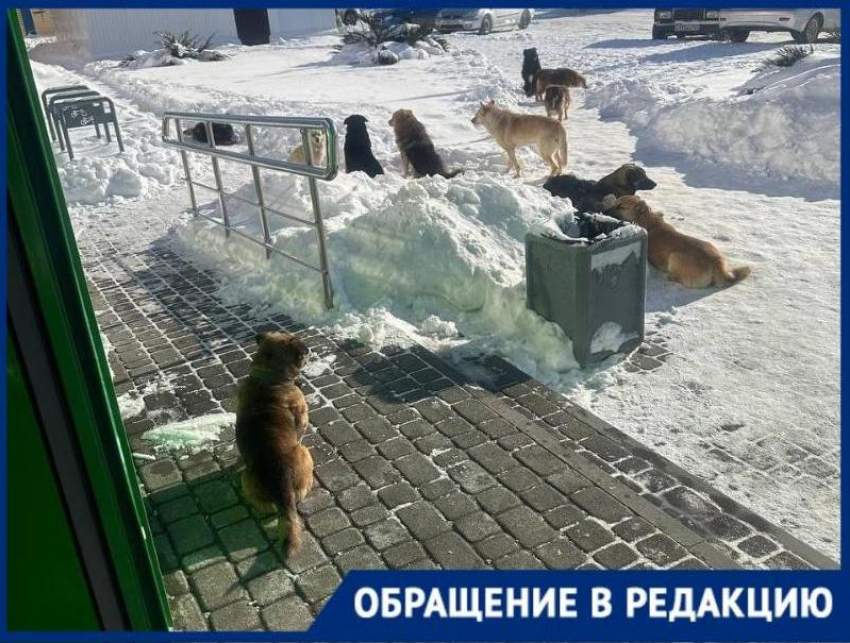 Свора бездомных собак держит в страхе жителей Морозовска 