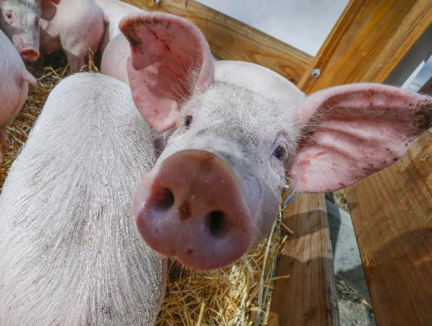 Морозовчанам составили памятку о борьбе с самой острозаразной болезнью свиней