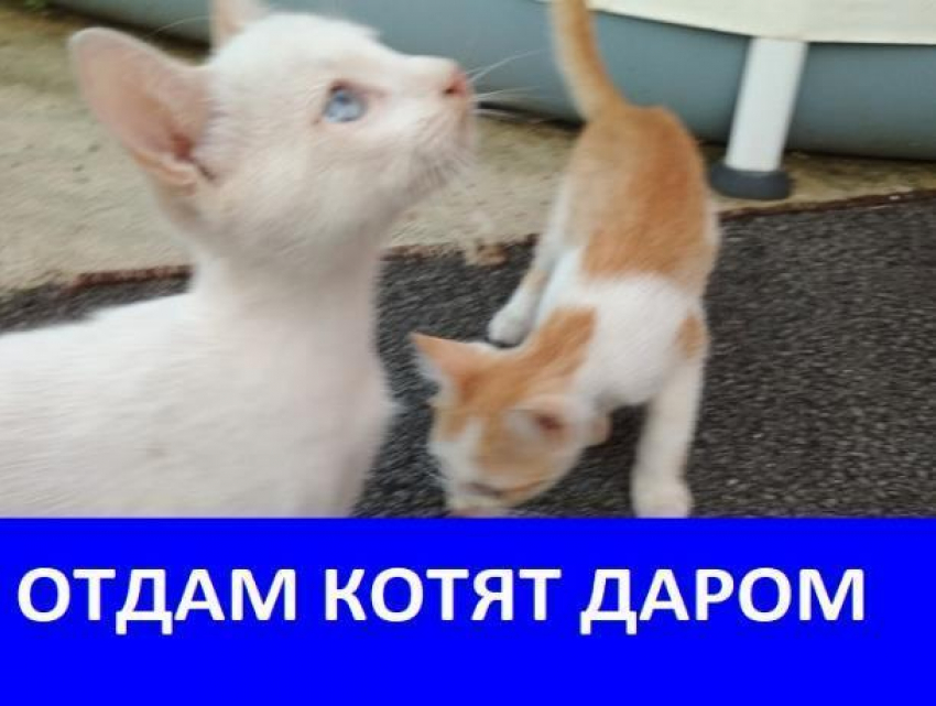 Котята ищут новый дом