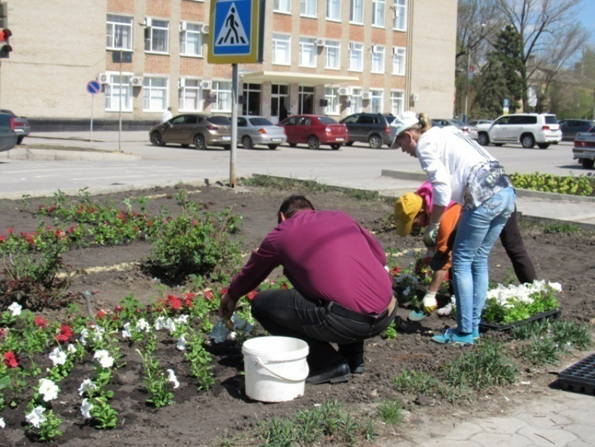 В центре Морозовска высадили цветы