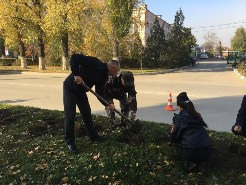 139 новых деревьев и кустарников появилось на улицах Морозовска