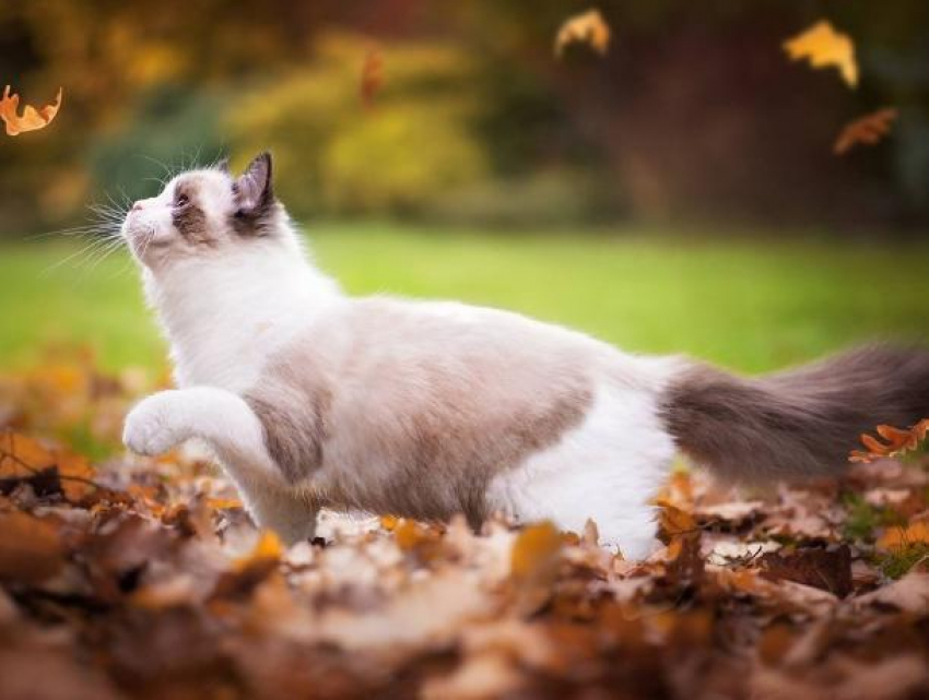 Пасмурную, но сухую погоду пообещали морозовчанам в последний день уходящей недели