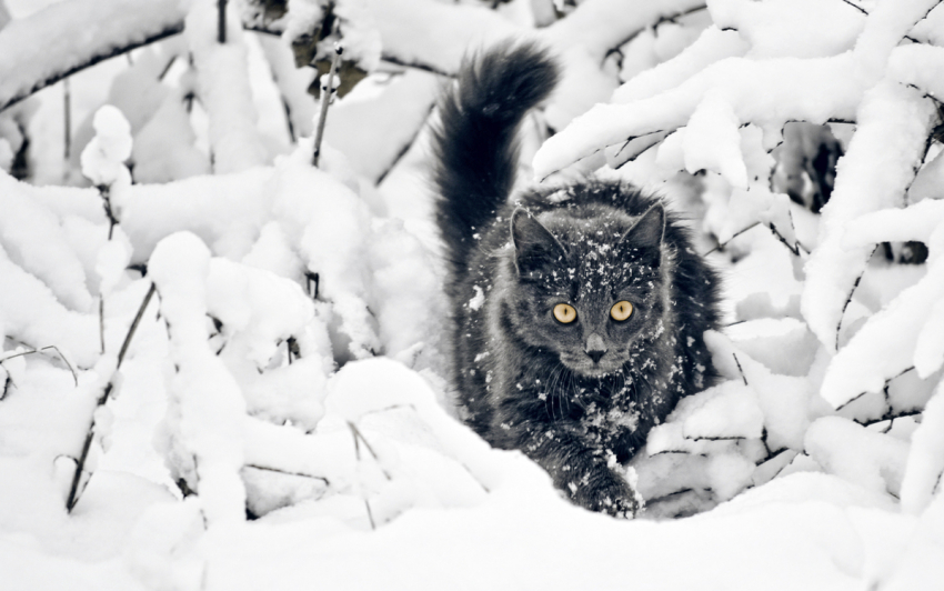 Потеплеет: в Морозовске вновь пойдет снег