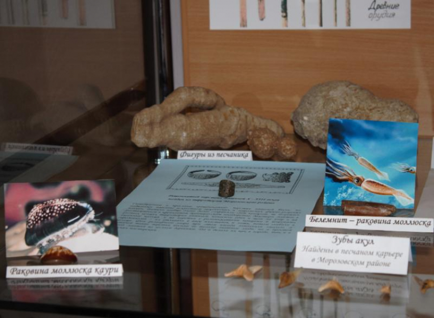 Зубы древних акул и останки слона-мамонта можно увидеть на выставке в краеведческом музее Морозовска