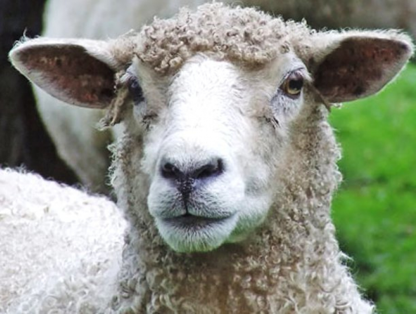90 овец угнали у жителя хутора Табунный Морозовского района