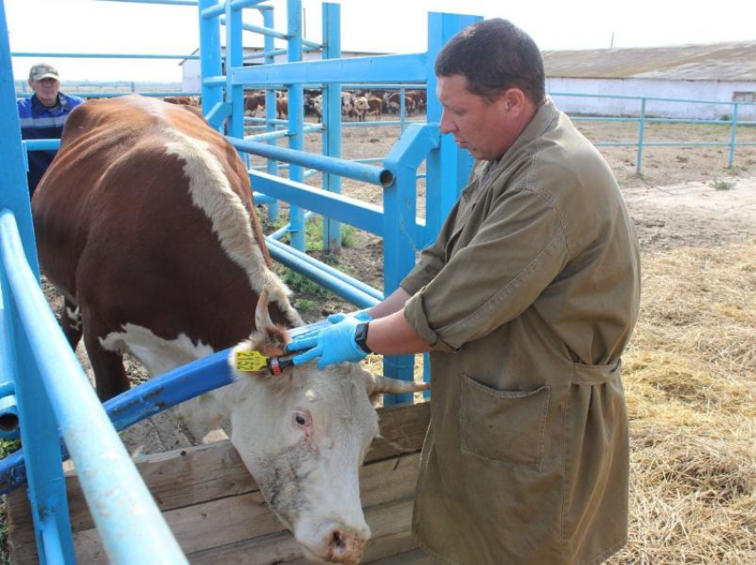 На Дону введут систему идентификации и учета сельхозживотных