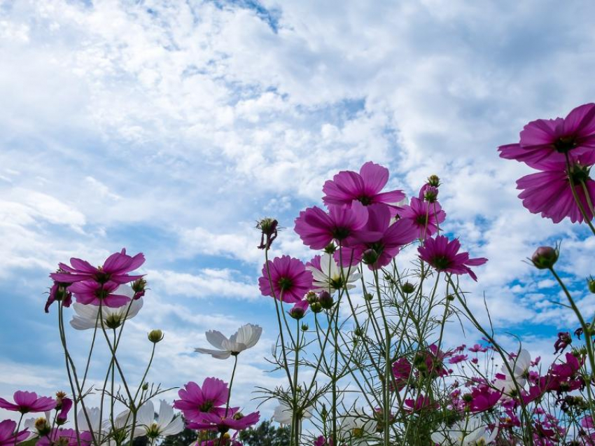 До 25 градусов тепла ожидается в Морозовске в среду