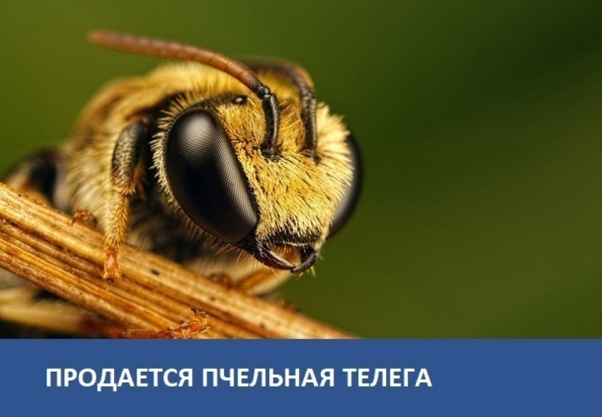 Продается телега для перевозки пчел