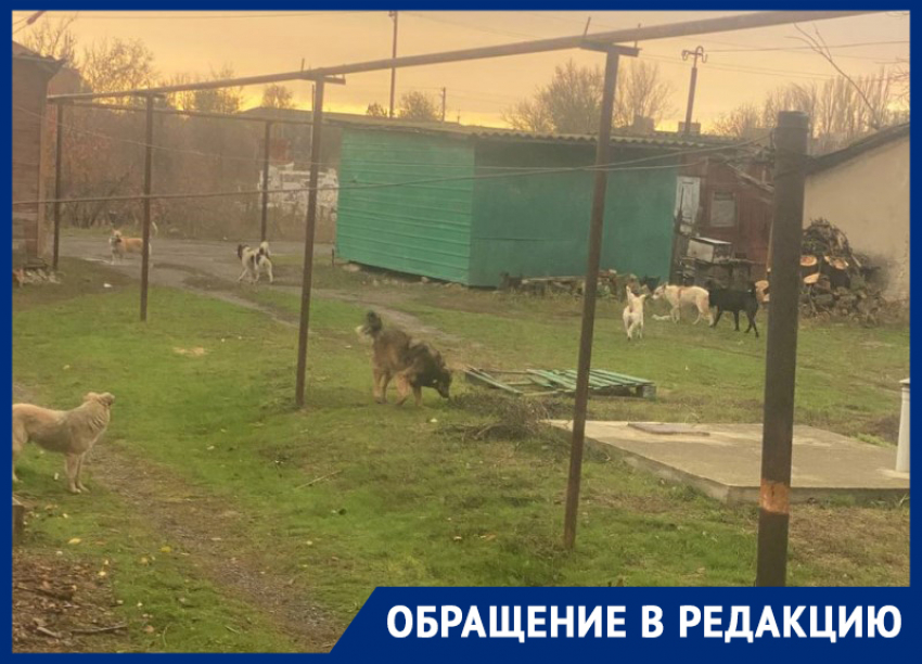 «Страшно выйти во двор»: жители Морозовска жалуются на стаю бездомных собак