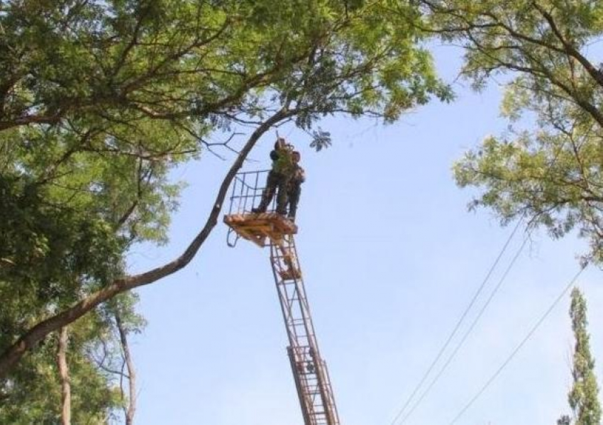 Обрезка деревьев оставит без электричества почти треть Морозовска