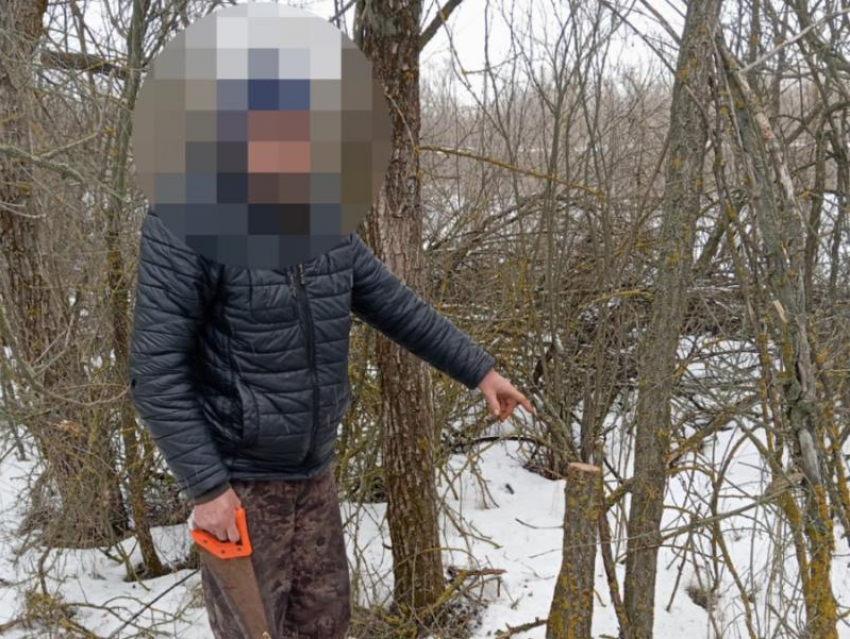 Два года тюрьмы за сруб трех деревьев грозит жителю Морозовского района 