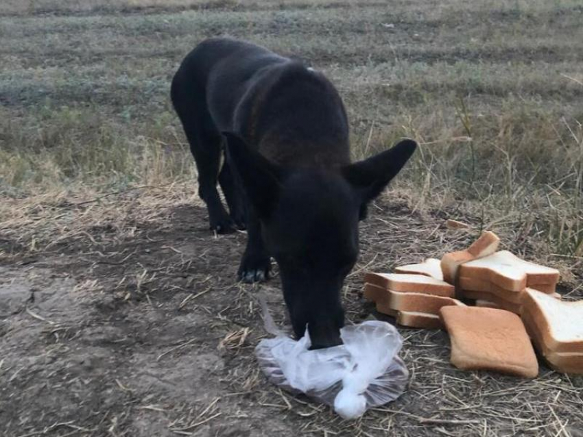 Морозовский Хатико: собака две недели ждет «потерявшегося» хозяина