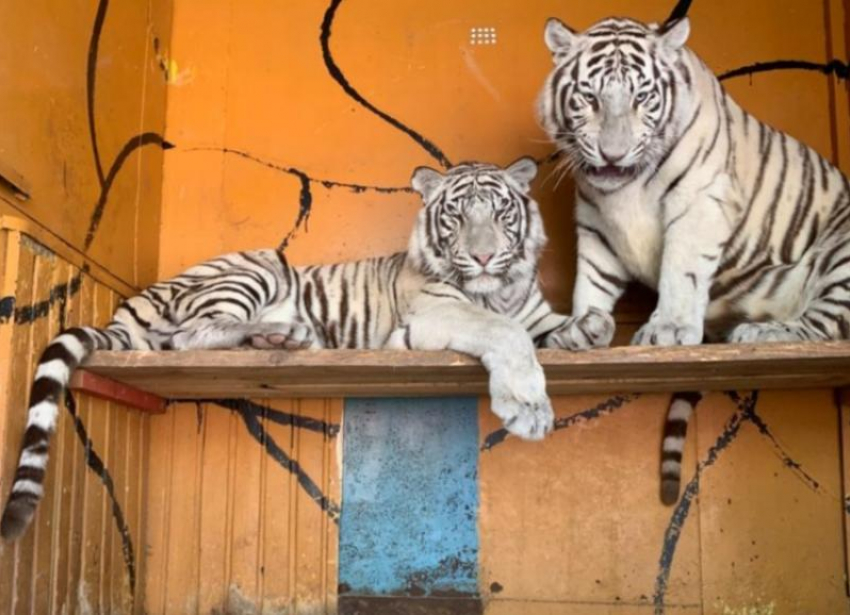 Тигры, пантеры, леопарды и множество других животных ждут в зоопарке «Леон» жителей Морозовска 
