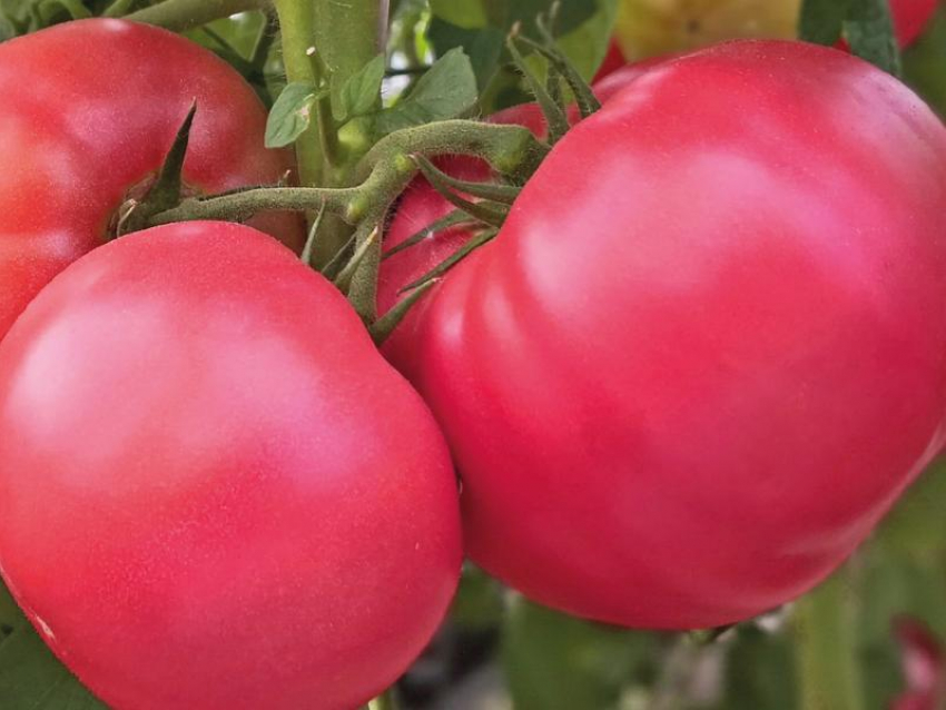 Яркий, сладкий, мясистый: рекомендуем от души томат Малиновый шар 