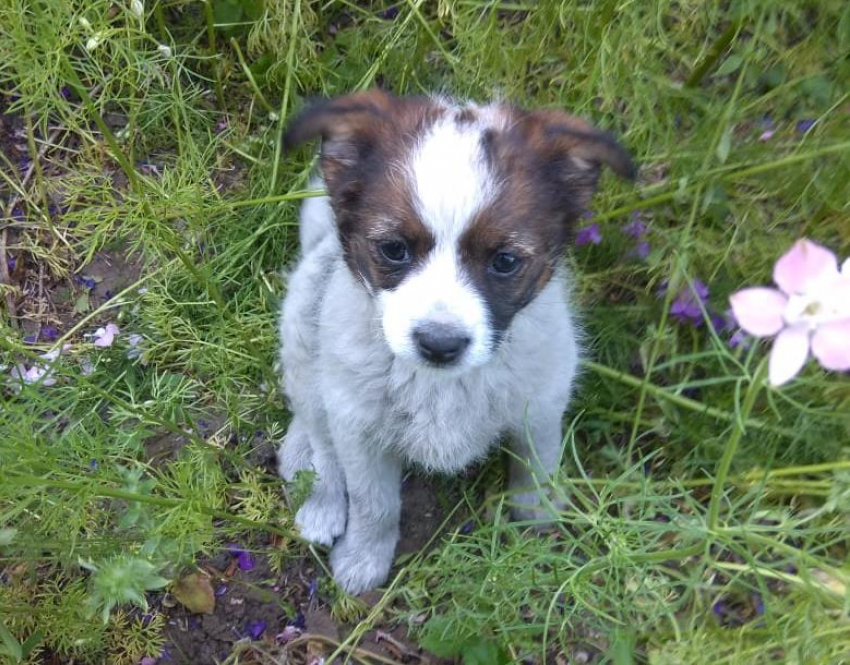 Щенок-девочка ищет добрые ручки