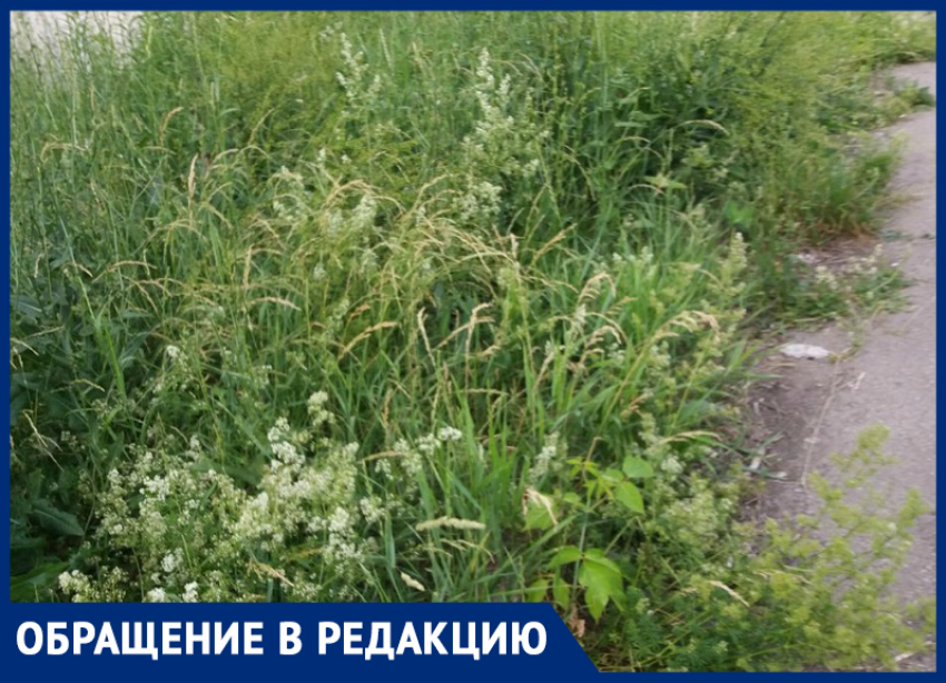 Когда будут косить траву на улице Ворошилова? - морозовчанка