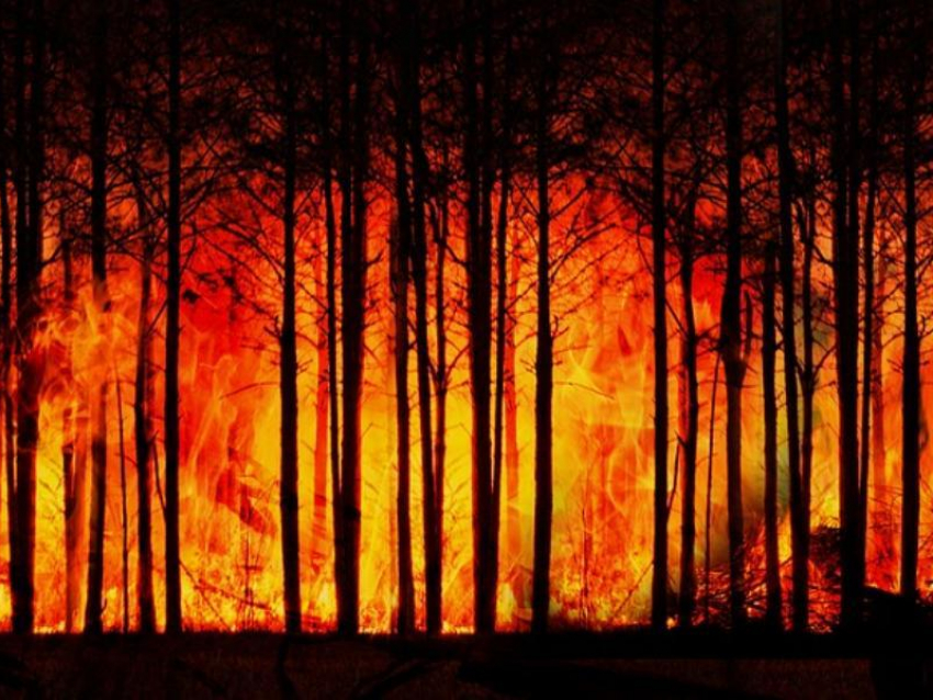 Экстренное предупреждение: в ближайшие несколько дней на Дону ожидается высокая пожароопасность