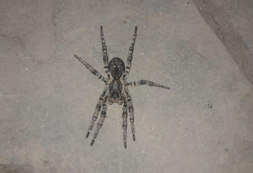 В Тамбове жители Майского жалуются на нашествие тарантулов на своих участках — Новый Тамбов