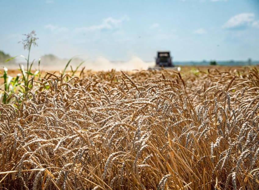 Под урожай 2023 года в Морозовском районе посеяли более 72 тысячи гектаров озимых зерновых
