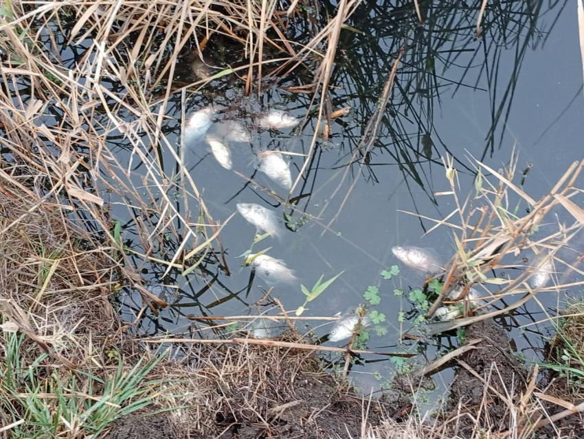 Река Быстрая под угрозой: в Морозовске прокомментировали ситуацию с загрязнением реки Быстрая 