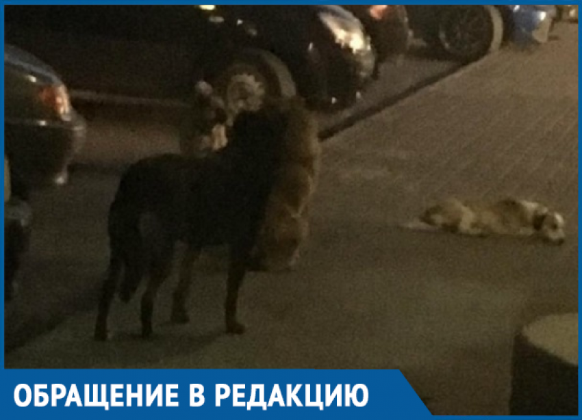 Бродячие собаки в районе Тексера кидаются на детей, - морозовчанка