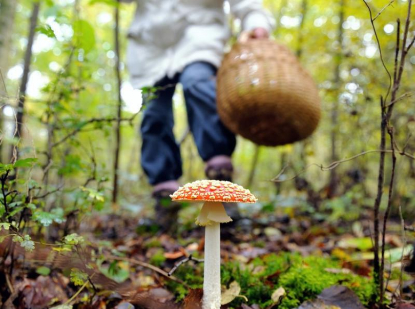 Ядовитые грибы нередко растут рядом со съедобными! - Роспотребнадзор по Ростовской области