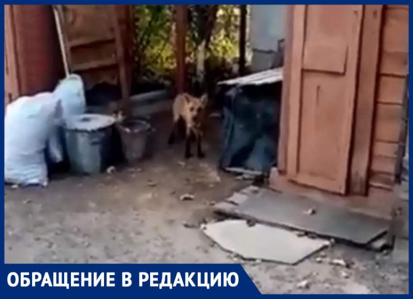Лиса загрызла собаку и металась по двору в Морозовске
