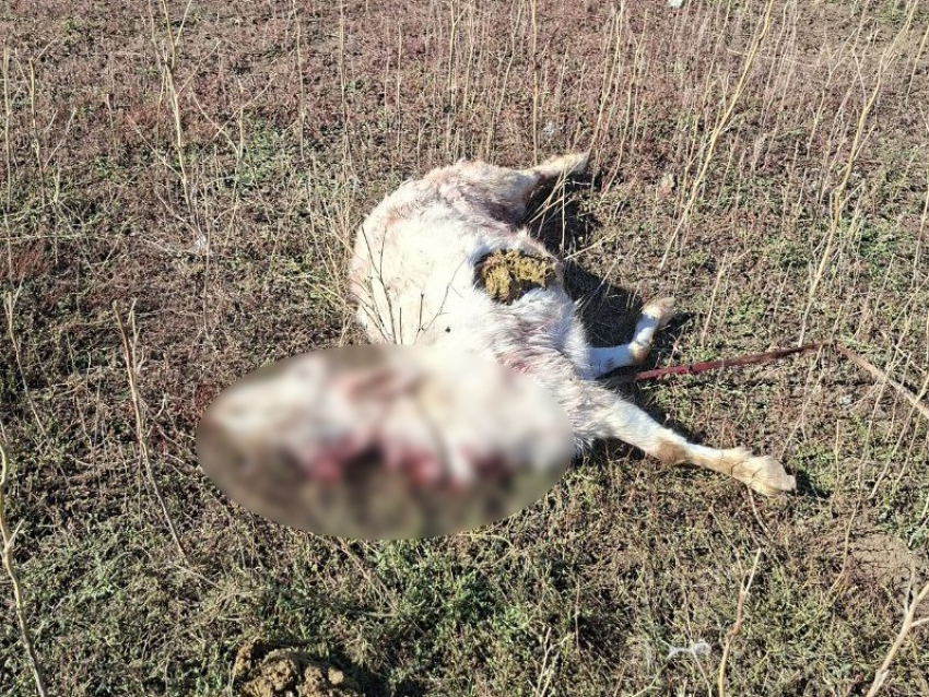 Территорию, где были найдены убитые козы, обследуют на наличие бездомных собак