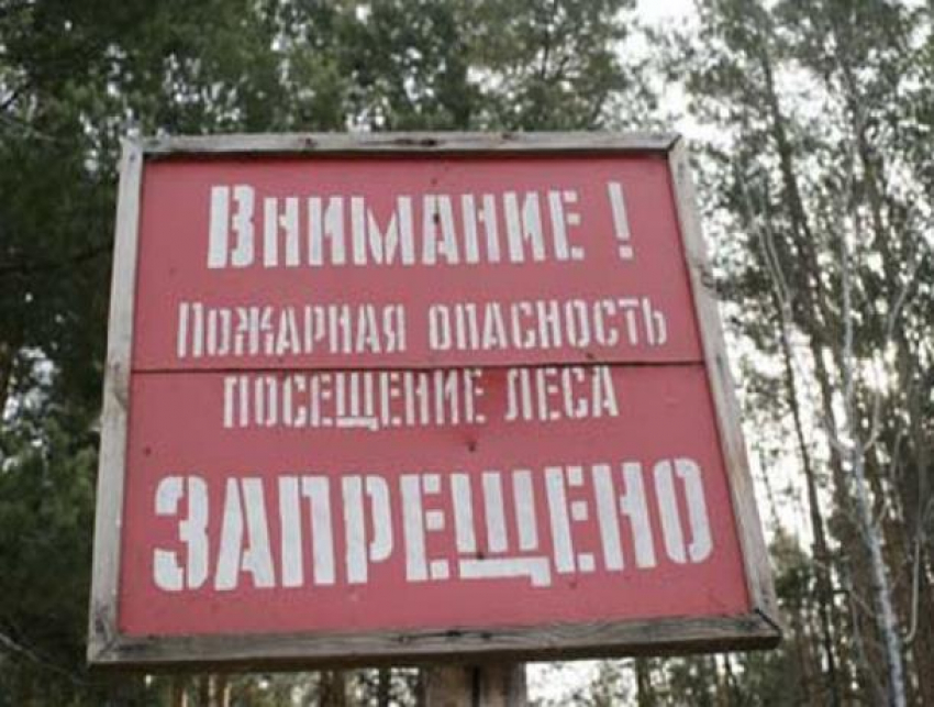Запрет на посещение леса на Дону продлили до 20 августа
