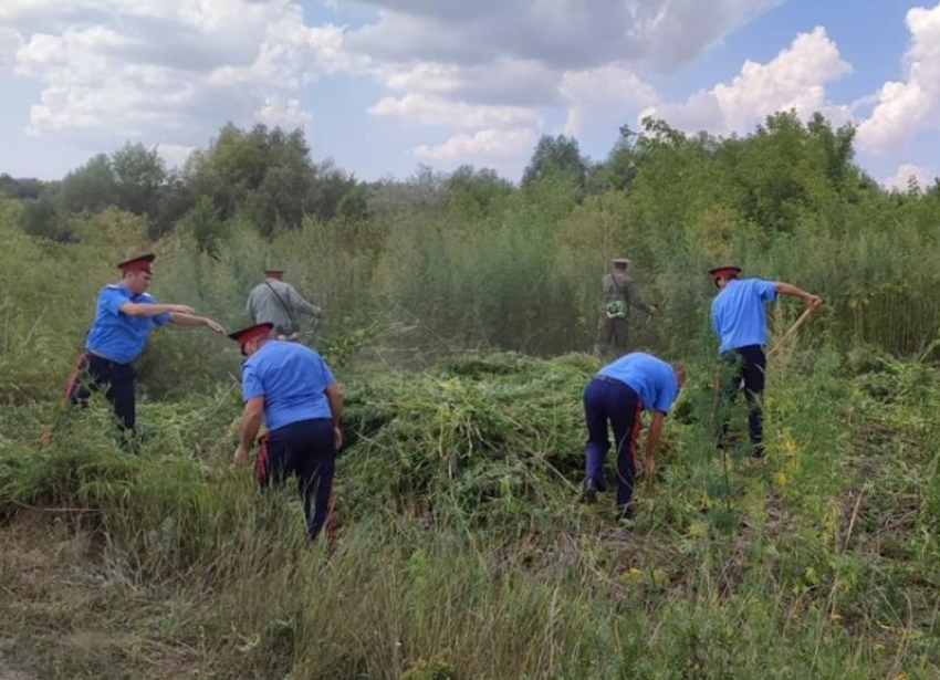 В Морозовском районе уничтожили 35 тонн дикорастущей конопли