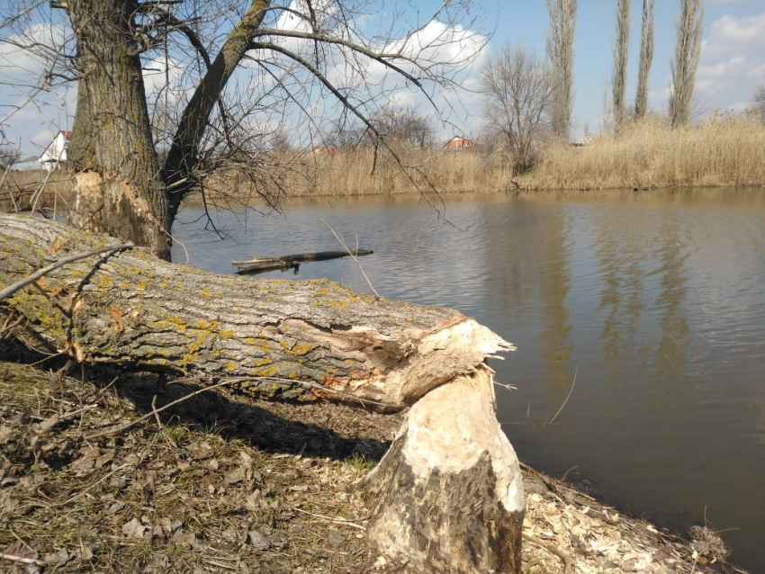 Бобр завалил-таки свое любимое дерево на реке Быстрой в Морозовске