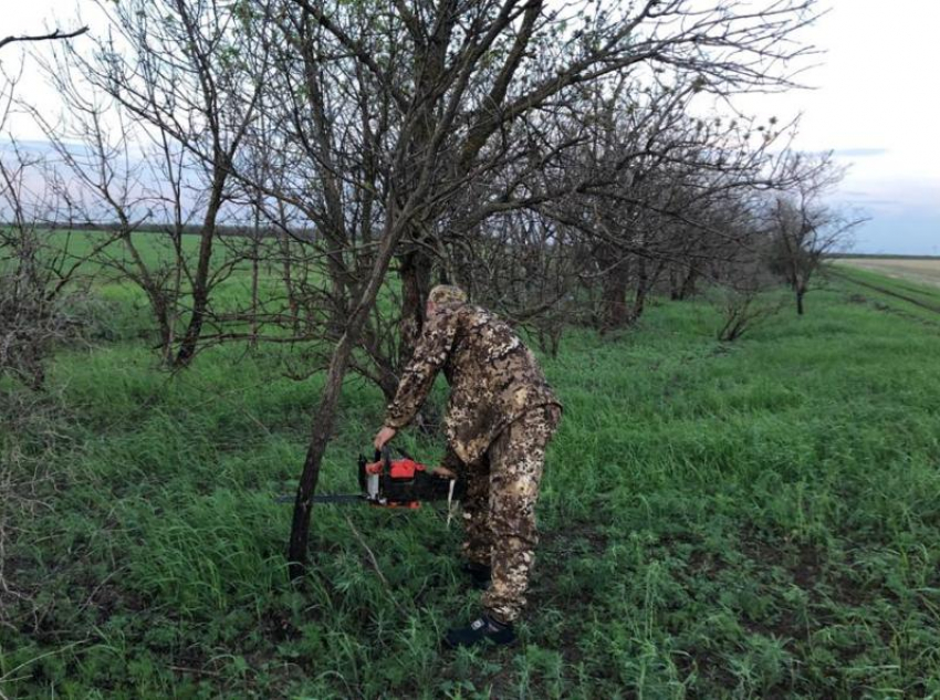 Незаконная рубка деревьев обернется для морозовчанина крупным штрафом и лишением свободы сроком до 7 лет