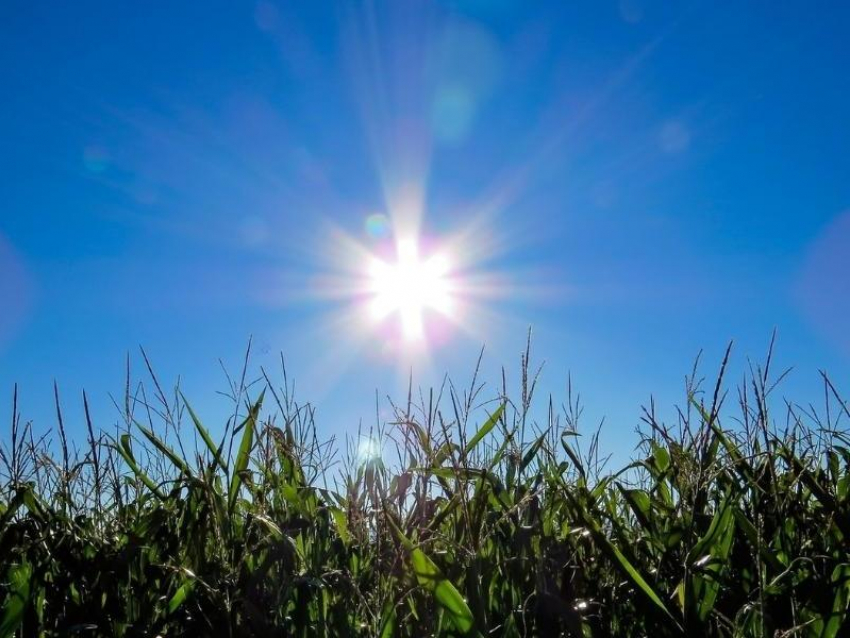 Жаркую, солнечную и маловетреную погоду прогнозируют синоптики в воскресенье, 30 августа