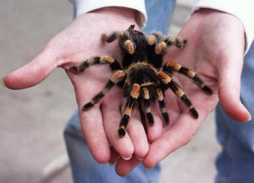 Морозовчанку напугал огромный тарантул – девушка обнаружила паука у себя дома