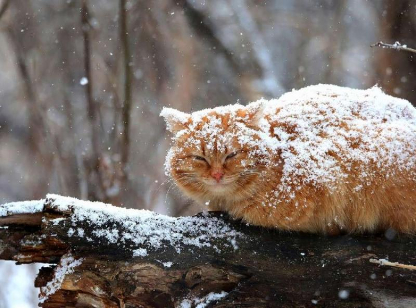 Небольшой снег ожидается в Морозовске во вторник, 15 марта