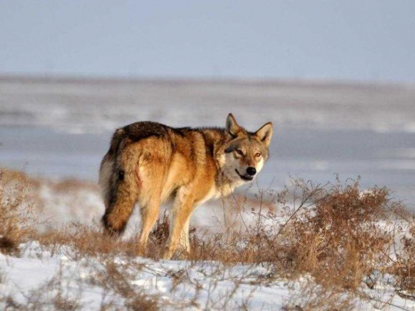 198 волков и 526 шакалов разрешено добыть донским охотникам в 2020 году