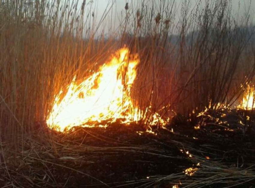 В Морозовске участились случаи поджогов камышей на реке Быстрая