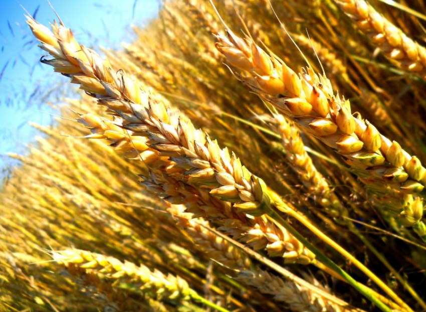 Аграрии Морозовского района впервые в истории получили урожай зерна в объеме 350 тысяч тонн 