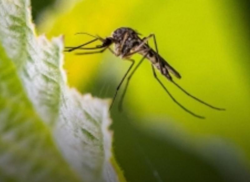 Остерегайтесь комаров: на Дону выявили два случая заболевания лихорадкой Западного Нила