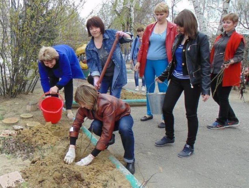 Письмо в редакцию: Розы, сирень и бульденеж посадили в день древонасаждений в детском саду Морозовска