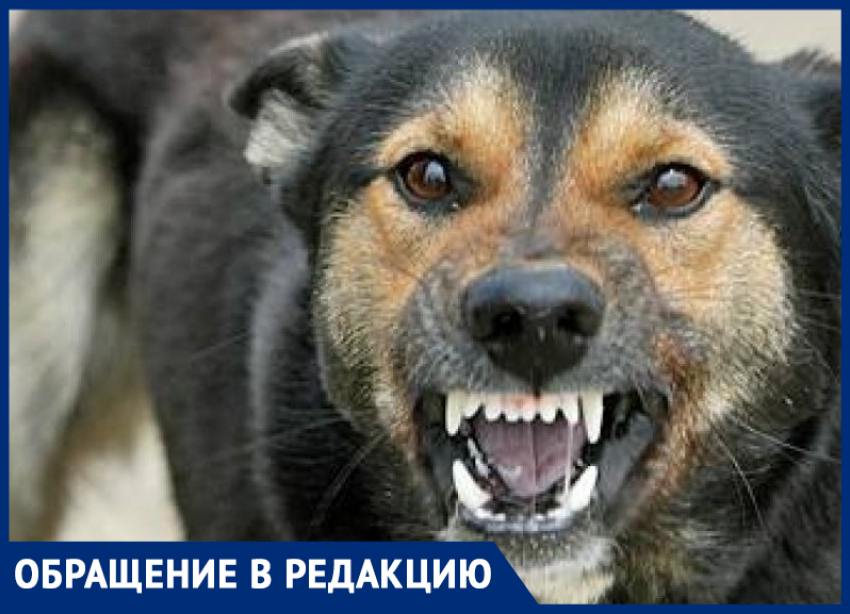 Город не для собак, а для людей! – морозовчане предложили применять эвтаназию для бездомных животных вместо их стерилизации