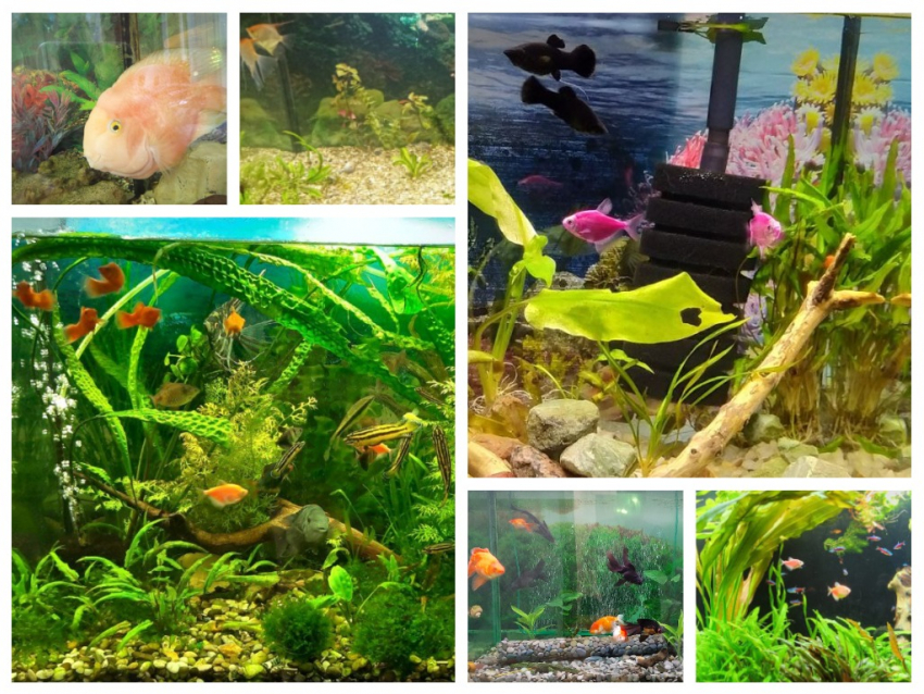 Фотографиями своих домашних аквариумов поделились читатели «Блокнота Морозовска"
